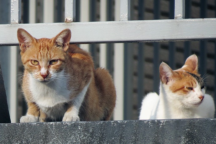 街のねこたち