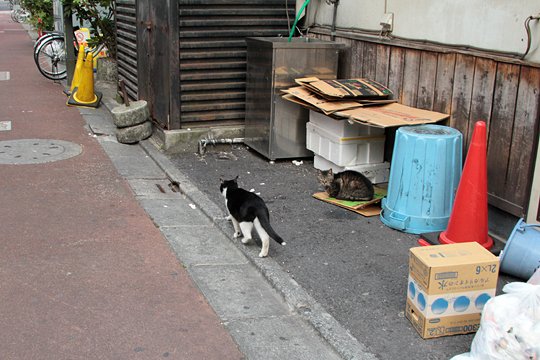 街のねこたち