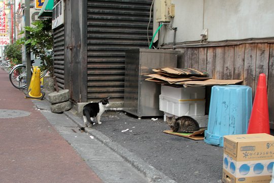 街のねこたち