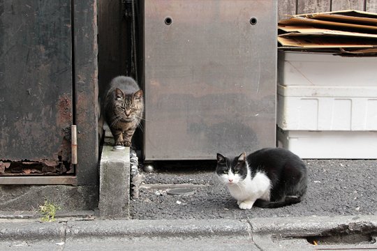 街のねこたち