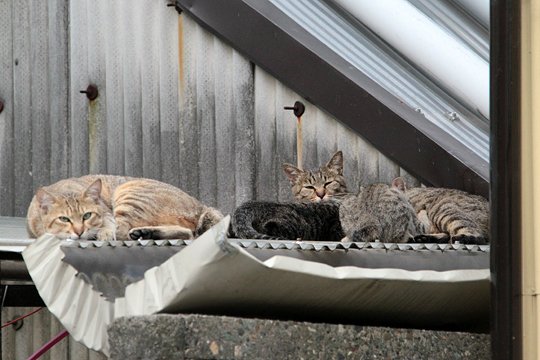 街のねこたち