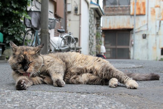 街のねこたち