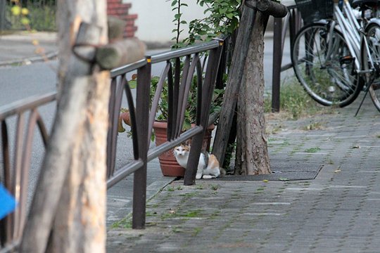 街のねこたち