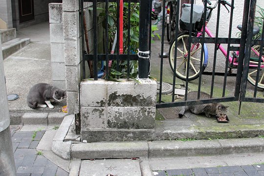 街のねこたち