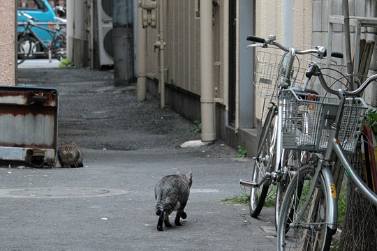 街のねこたち