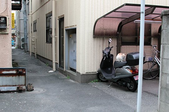 街のねこたち