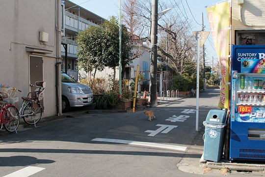 街のねこたち