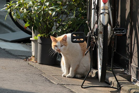 街のねこたち