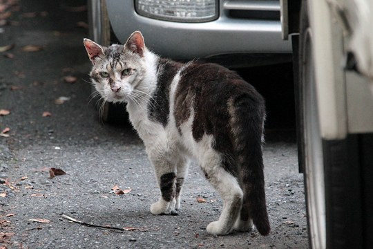 街のねこたち