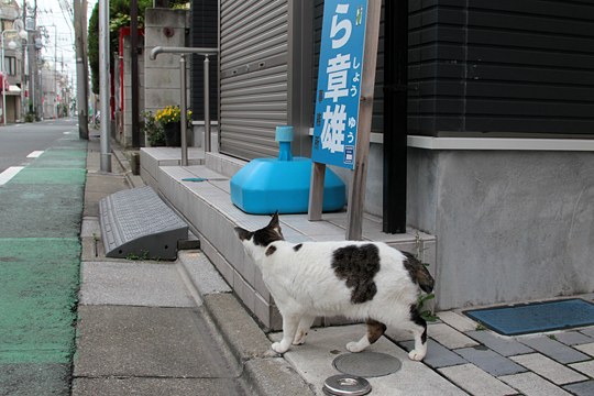 街のねこたち