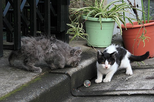 街のねこたち