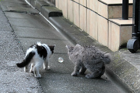 街のねこたち
