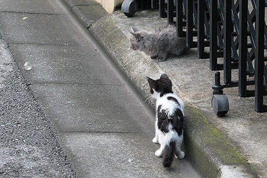 街のねこたち
