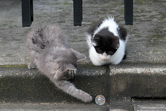街のねこたち