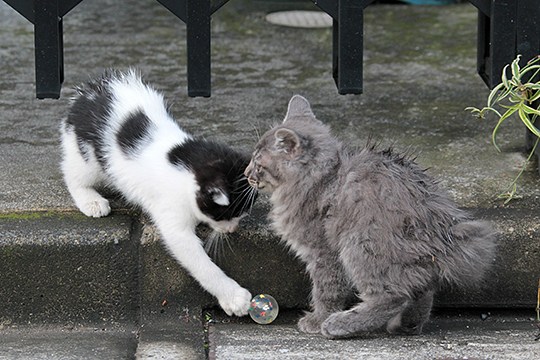 街のねこたち