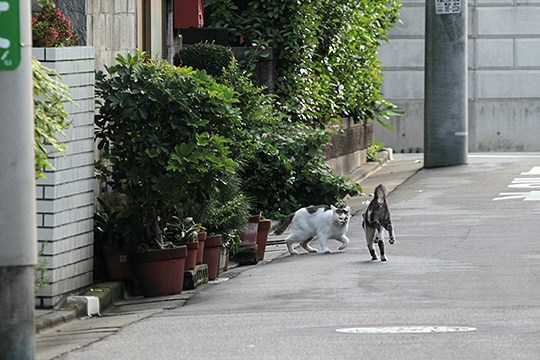 街のねこたち