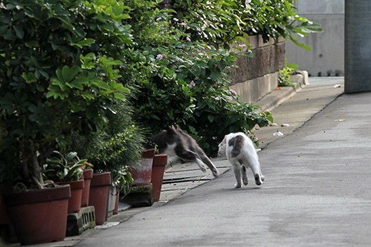 街のねこたち