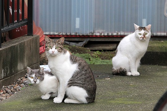 街のねこたち