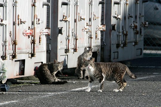 街のねこたち