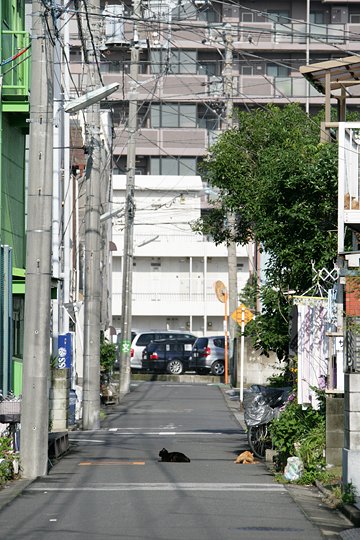 街のねこたち