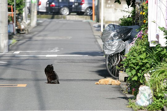 街のねこたち