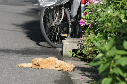 街のねこたち