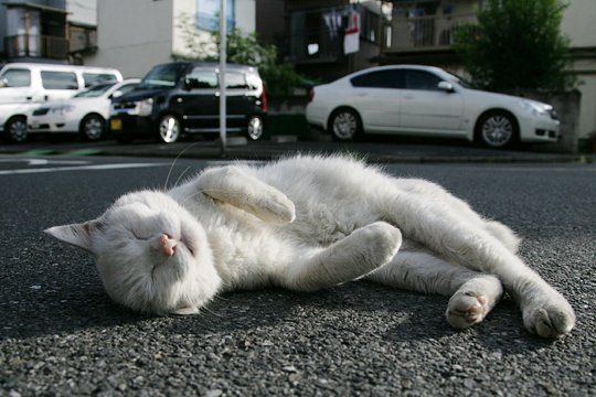 街のねこたち