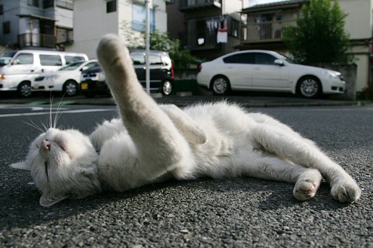 街のねこたち