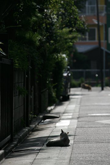 街のねこたち