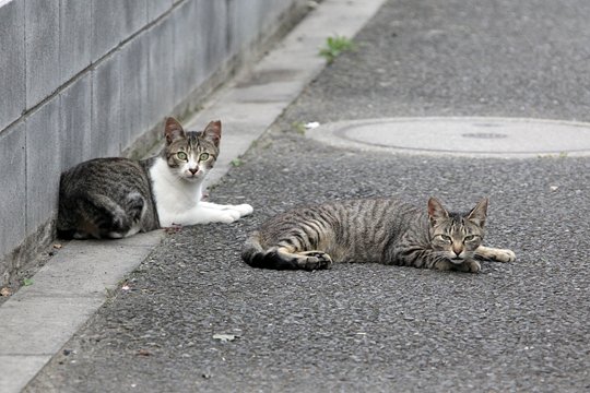 街のねこたち