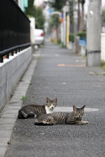 街のねこたち