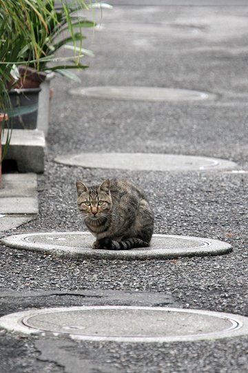 街のねこたち