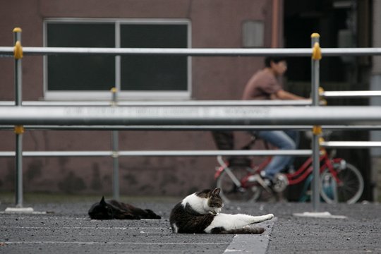 街のねこたち