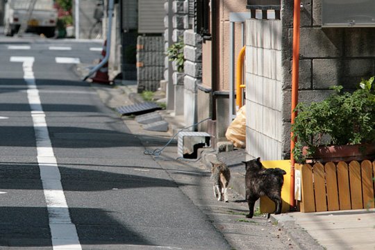 街のねこたち