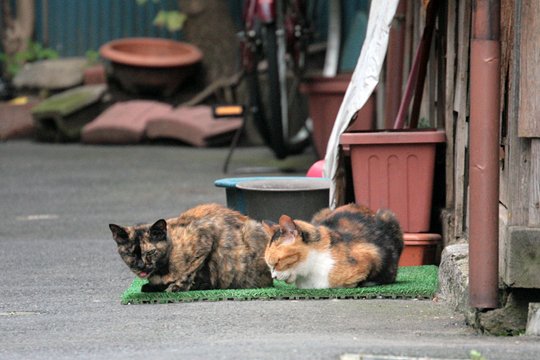街のねこたち