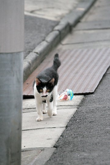 街のねこたち