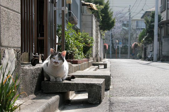 街のねこたち