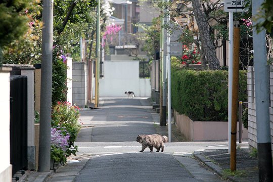 街のねこたち