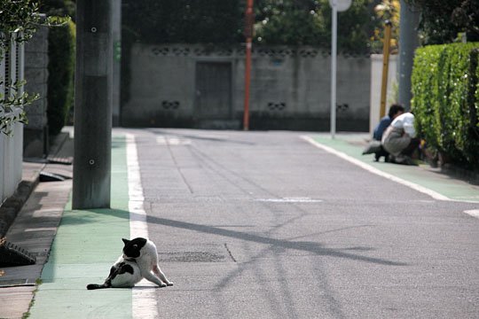 街のねこたち