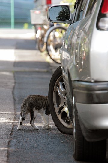 街のねこたち