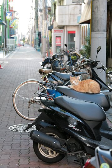 街のねこたち