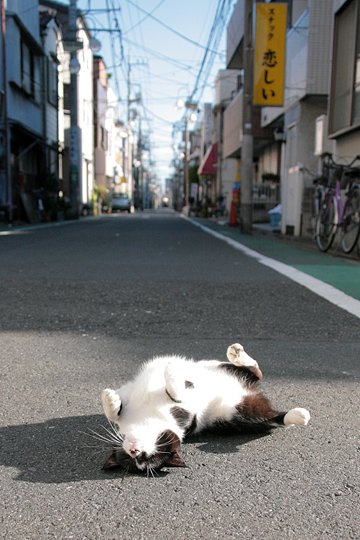 街のねこたち