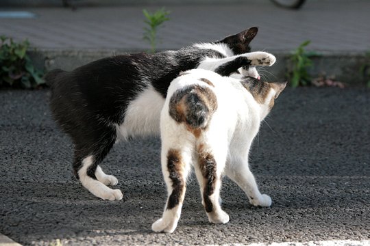 街のねこたち