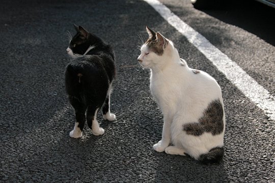 街のねこたち