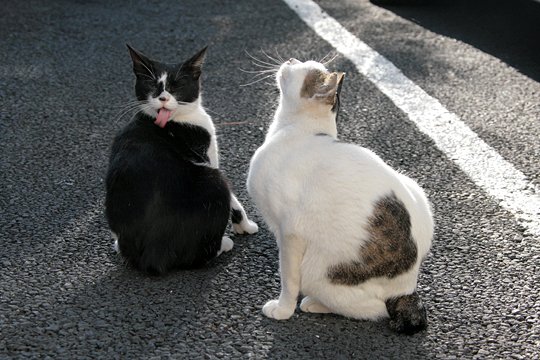 街のねこたち