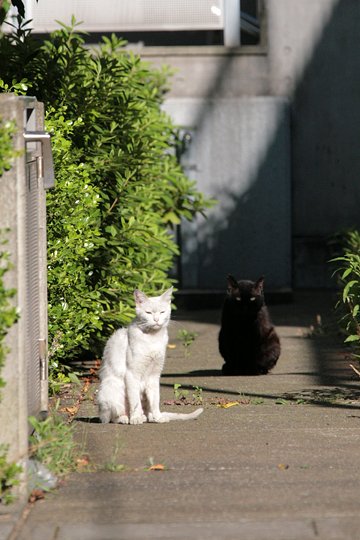 街のねこたち