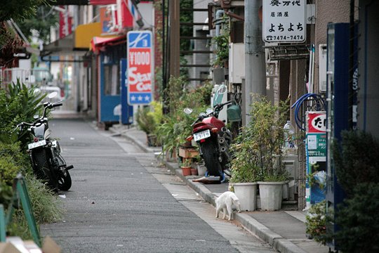 街のねこたち