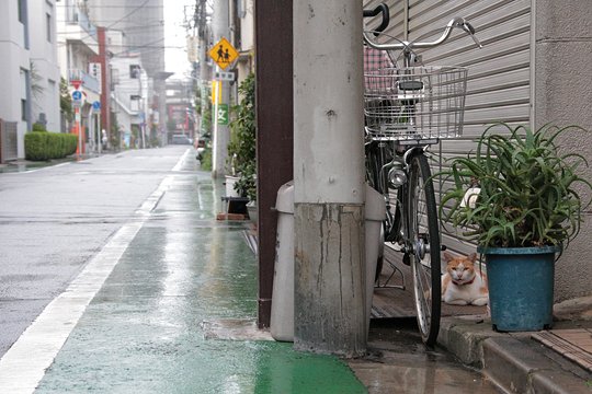 街のねこたち