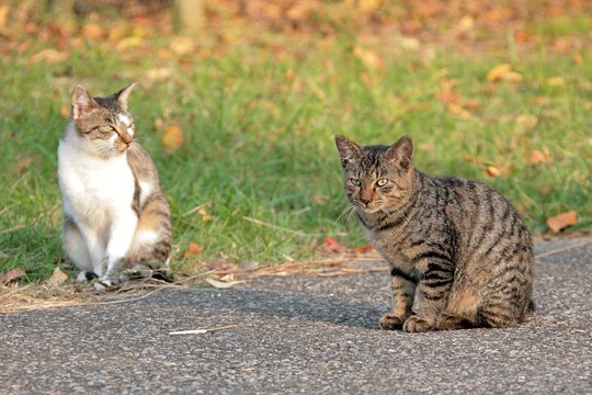 街のねこたち