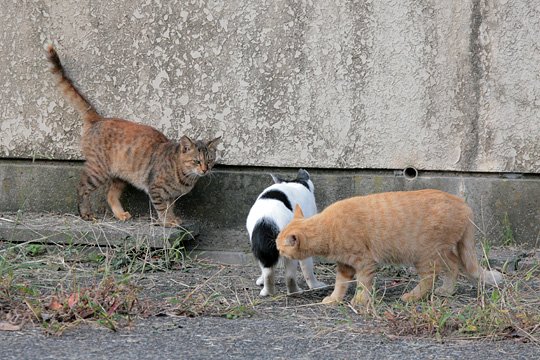 街のねこたち